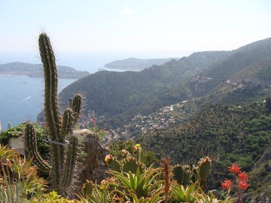 view of the cactus garden