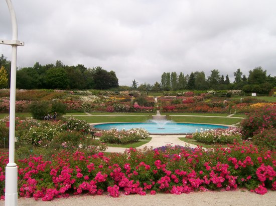 view over the roses