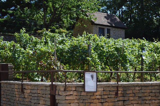 vignes pres du chateau