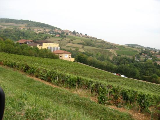 vignoble des pierres