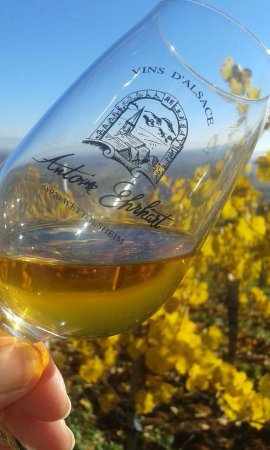 vins d alsace antoine