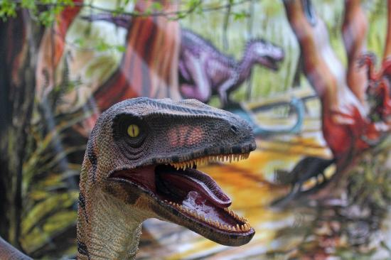 xploria la foret a explorer