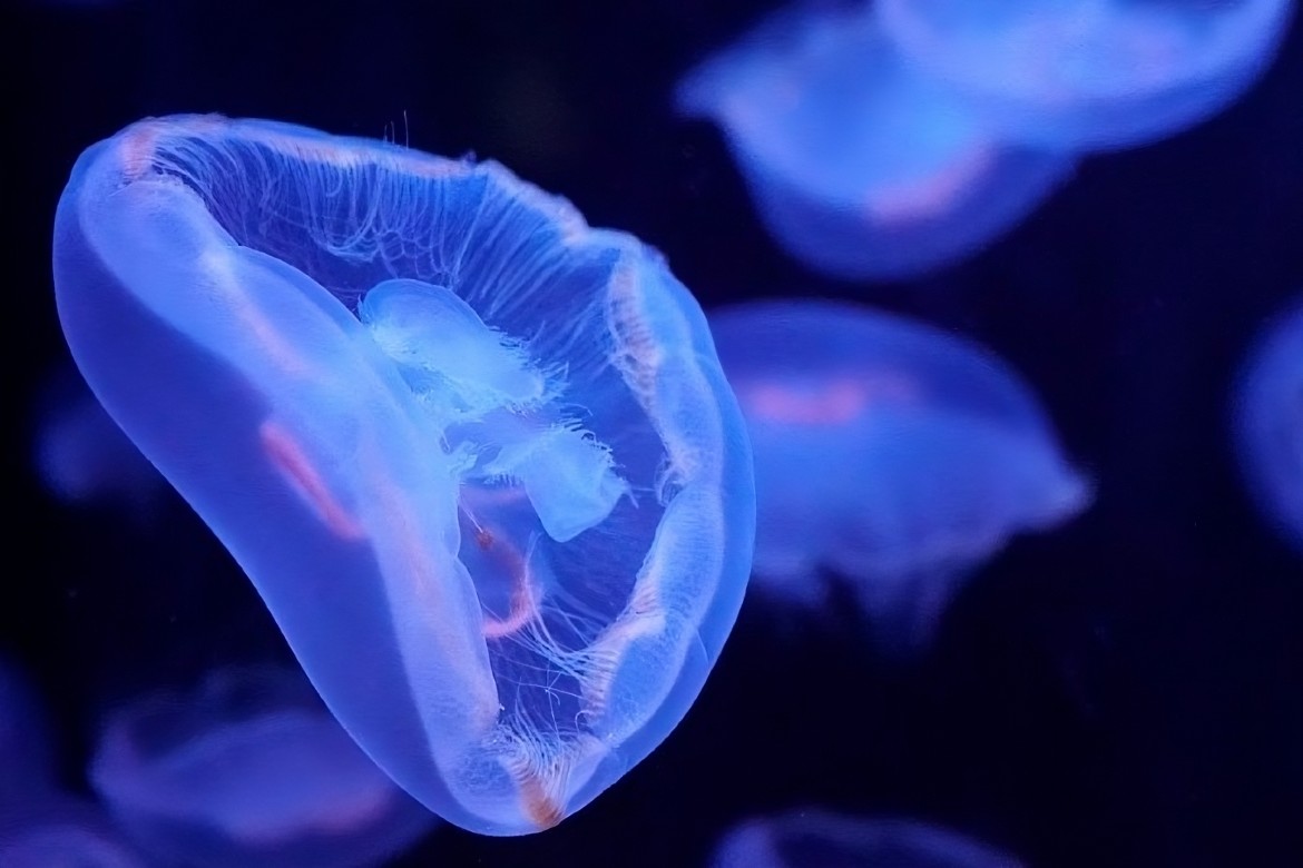 Aquarium Paris