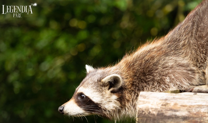 Legendia parc, zoo près de Nantes