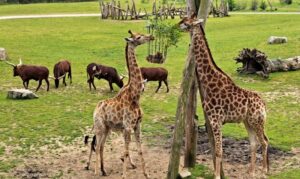 Planète sauvage zoo près de Nantes