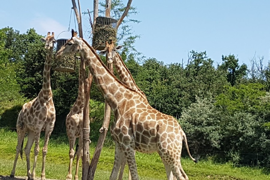 Zoo Réserve africaine Toulouse